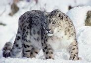 Male Snow Leopard