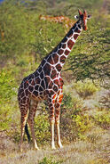 Reticulated giraffe (Giraffa camelopardalis reticulata)