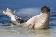 Harp Seal as Seal