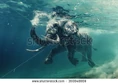 Stock-photo-swimming-elephant-underwater-african-elephant-in-ocean-with-mirrors-and-ripples-at-water-surface-360848669.jpg (35 KB)