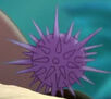 Purple Sea Urchin