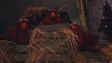 The chickens sleeping in A Furchester Christmas
