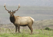 Tule Elk as Shunosaurus