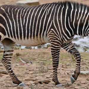 Mountain Zebra The Parody Wiki Fandom