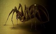 Anansi.jpg