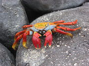 Crab, Sally Lightfoot.jpg