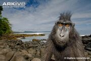 Crested-black-macaque-at-coast.jpg