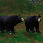 Eastern Black Bear Game zooempire2