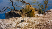 Greater Roadrunner