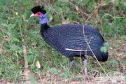 Guineafowl, Kenyan Crested.jpg