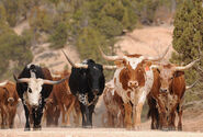 Herd of Texas Longhorn Cattle