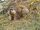 Hymalayan Marmot