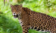 Jaguar-guyana-national-animal-1