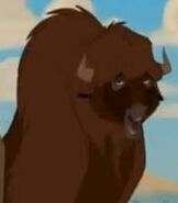 Junior the buffalo as the muskox