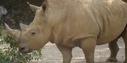 Memphis Zoo Rhino.png (2.12 MB) White Rhinoceros