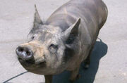 Mexican Creole hairless pig.jpg