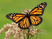 Monarch Butterfly (Female)