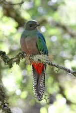 Quetzal-f-db2.jpg