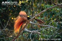 Raggiana-bird-of-paradise-male-displaying-to-female-on-branch.jpg