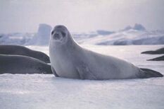Seal, Crabeater.jpg