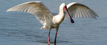 3784africanspoonbill1 658w.jpg