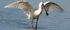African Spoonbill as Sauroniops