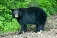 American Black Bear as Stewiacke