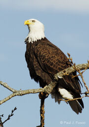 Bldeagle