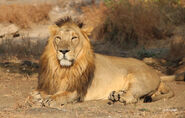 Asiatic Lion as Diego