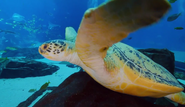 Georgia Aquarium Sea Turtle