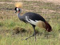 Grey crowned crane.jpg