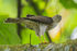 Japanese-sparrowhawk-131024-111eos1d-fy1x0203