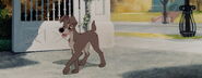 Lady-tramp-disneyscreencaps.com-2499