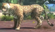 Paraguay Jaguar