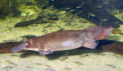 Platypus.jpg