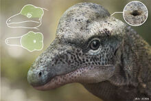 Triopticus-updated.jpg