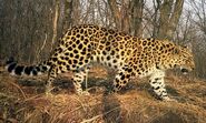 Amur leopard