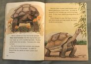 Awesome Animals (Road to Reading) (19)