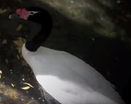 Black-necked swan in denver zoo