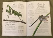 Creepy Crawlies (Over 100 Questions and Answers to Things You Want to Know) (6)