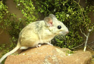 Desert Woodrat as Four-Toed Hedgehog