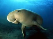 Dugong as Ice Bear