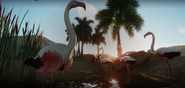 Flamingo (planet zoo)