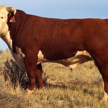 stuffed hereford cow