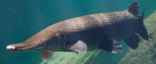 ID AlligatorGar 1200x490.jpg