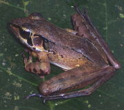 Javan torrent frog.jpg