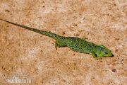 Ocellated-lizard-90053.jpg