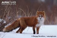 Red Fox as Foxy