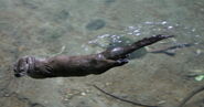 North American River Otter as Sandy