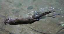 RiverOtterSwimmingOregonZoo.jpg